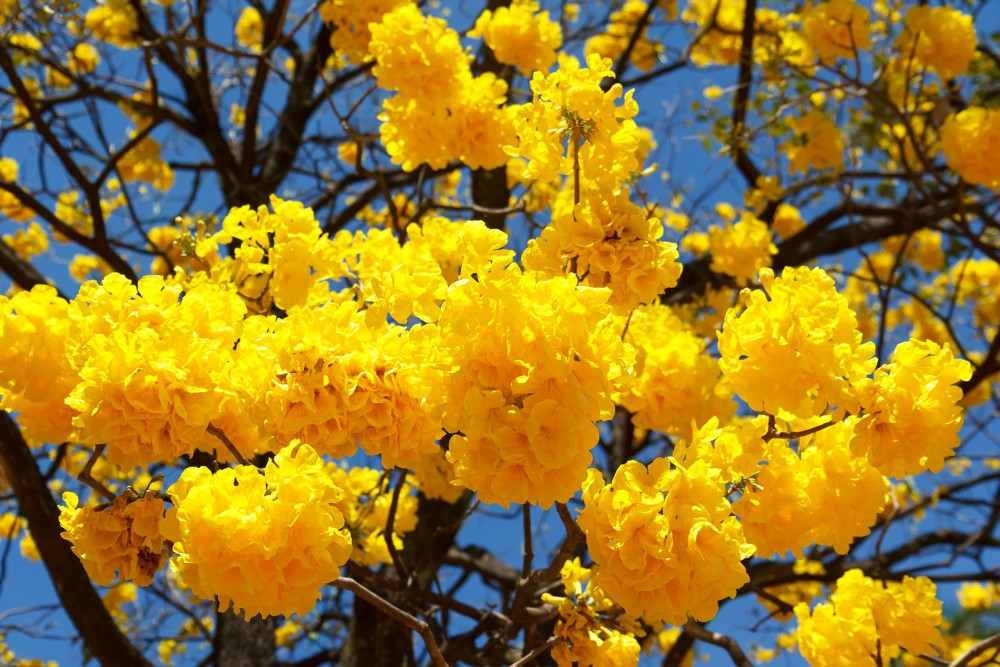 Florada dos ipês anuncia a primavera em Curitiba