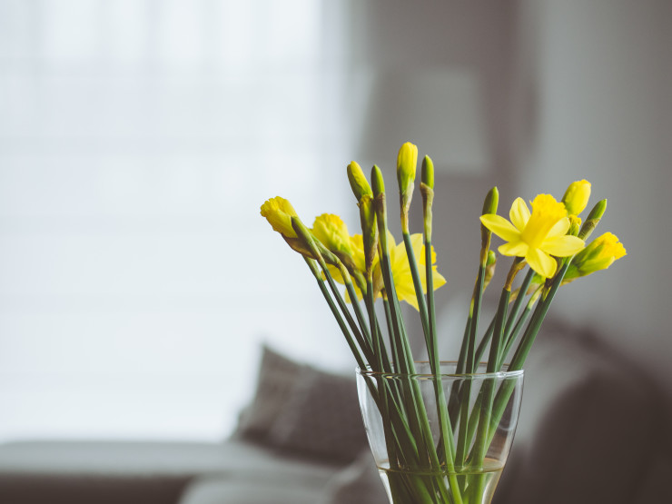 Flores para apartamento: um charme a mais para o seu lar