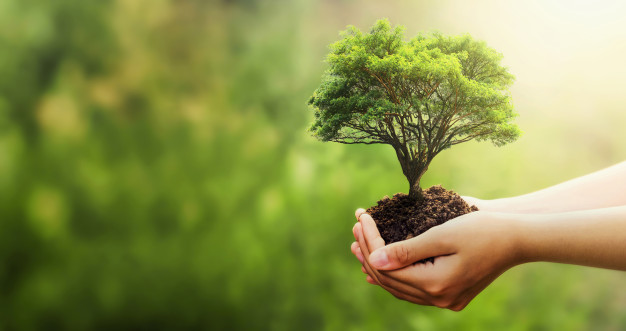 Sustentabilidade em viver: conheça as iniciativas sustentáveis do Bispo